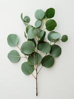 Collection of Green Leaves on White Background photo