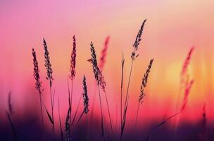 The Sun Setting Over a Field of Tall Grass photo