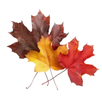 Three maple leaves on a transparent background png