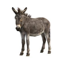 A Donkey standing on transparent background. png