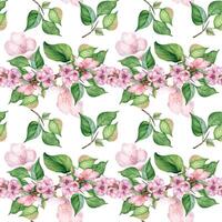 Watercolor branch of cherry tree with pink flowers seamless pattern isolated on white. Blossom fruit tree branch hand drawn. Design element for packaging, cosmetic, backdrop, wallpaper, textile. vector