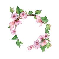 Watercolor circle frame with pink flowers of fruit tree isolated on white. Design template of floral frame with blossom branch hand drawn. Element for wedding invitation, packaging, label product vector