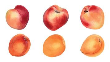 Watercolor set of fresh various apricots isolated on white. Illustration ripe fruits nectarine, peaches hand drawn. Whole peaches painted. Design element for package, label product vector