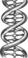 gene DNA mutation symbol with engraving style black color only vector