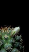 Cactus flower blooming vertical time lapse . video