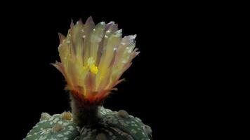 Time lapse of pink cactus flower plant, in the style of black background. video