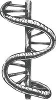 gene DNA mutation symbol with engraving style black color only vector
