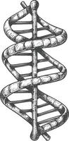 gene DNA mutation symbol with engraving style black color only vector