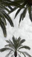 Background with green palm leaves on a cloudy sky background. Vertical, copy space, insert text. Rest on the beach video