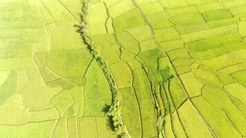 Aerial of green rice fields. Landscape view of newly planted rice fields. Agricultural industry. Footage with 4k Resolution 30 Fps video