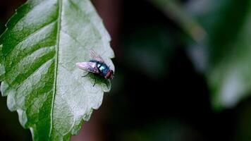 métrage de vert mouches sur une rond feuille. vert mouche dans le sauvage isolé. cinématique mouvement. animal thèmes. animal fermer. la nature vidéographie concept. 4k résolution 30 images par seconde video