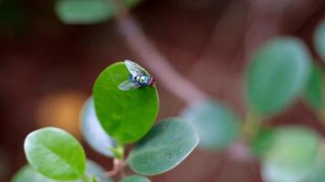 métrage de vert mouches sur une rond feuille. vert mouche dans le sauvage isolé. cinématique mouvement. animal thèmes. animal fermer. la nature vidéographie concept. 4k résolution 30 images par seconde video