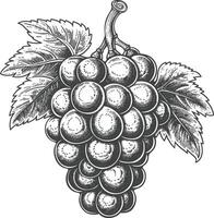 Grape Fruit with engraving style black color only vector