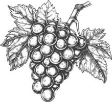 Grape Fruit with engraving style black color only vector