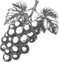 Grape Fruit with engraving style black color only vector