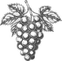 Grape Fruit with engraving style black color only vector