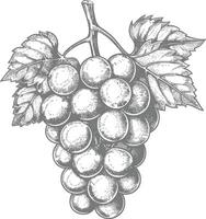 Grape Fruit with engraving style black color only vector