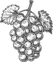 Grape Fruit with engraving style black color only vector
