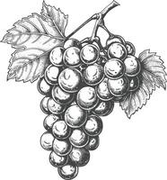 Grape Fruit with engraving style black color only vector