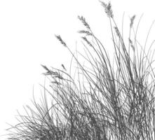 Grass natural as background with engraving style black color only vector