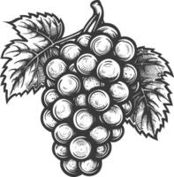 Grape Fruit with engraving style black color only vector