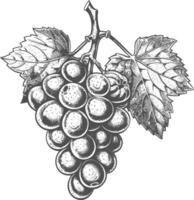 Grape Fruit with engraving style black color only vector