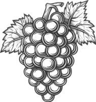 Grape Fruit with engraving style black color only vector