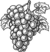 Grape Fruit with engraving style black color only vector
