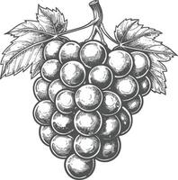 Grape Fruit with engraving style black color only vector