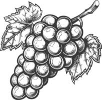 Grape Fruit with engraving style black color only vector