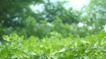 vert feuilles battement dans le brise. video