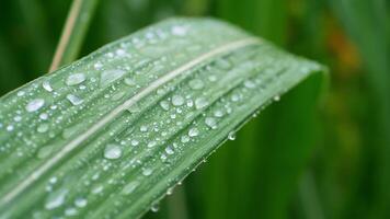 Rain drops on leaves after rain video