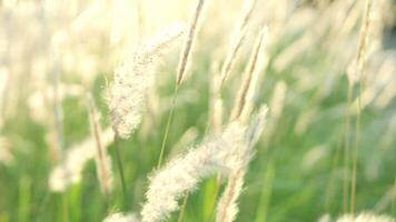 wit cattail bloemen fladderen in de wind. video