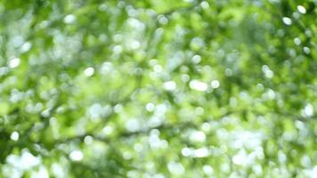 verde folhas vibração dentro a brisa. video