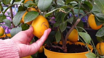 A hand is holding fresh lemons from a lemon tree in a yellow pot in a tranquil garden video