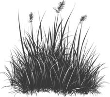 Grass natural as background with engraving style black color only vector