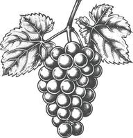 Grape Fruit with engraving style black color only vector