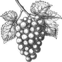 Grape Fruit with engraving style black color only vector