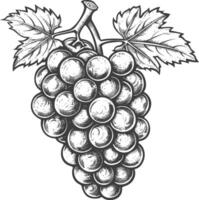 Grape Fruit with engraving style black color only vector