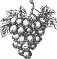 Grape Fruit with engraving style black color only vector