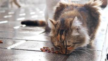 een pluizig kat met lang vacht is in de stad, aan het eten droog voedsel van een kom Aan de bestrating video