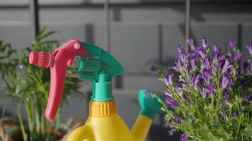 Colorful indoor plants in pots, watering can, and gardening tools create vibrant home decor video