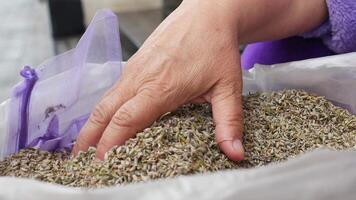 hand pick lavender dry leaf video