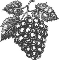 Grape Fruit with engraving style black color only vector
