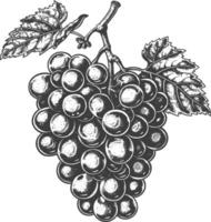 Grape Fruit with engraving style black color only vector