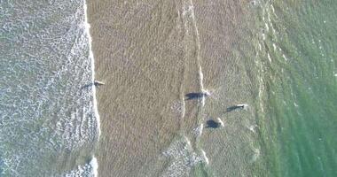 aereo a partire dal un' fuco di surfers con loro tavole da surf entrata il mare, zenitale metraggio video