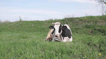 black and white cow grazing on a meadow in summer video