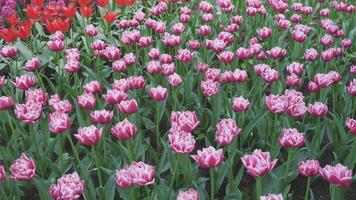 tulipanes flores antecedentes abstracción primavera verano 4k video