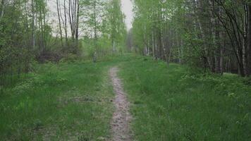 forêt chemin dans le soir dans été mouvement Contexte abstraction 4k video