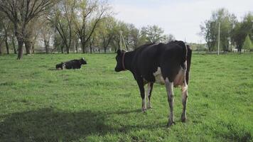 negro y blanco vaca en un prado en un bielorruso pueblo 4k video